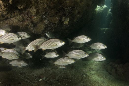 A school of Spottail Grunt (Haemulon maculicauda) seek shelter under rocks while the sun shines through an opening in the rocks.