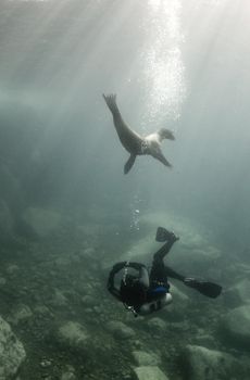A diver and a California Sea Lion (Zalophus californianus) play together underwater in the Sea of Cortez, Mexico