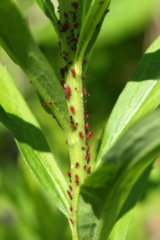Rosy Apple Aphid Dysaphis plantaginea in morning sun