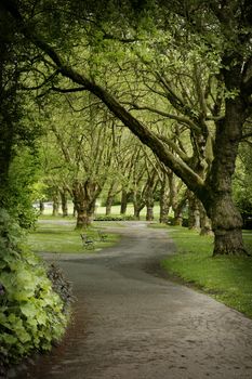 park alley in stanley park vancouver