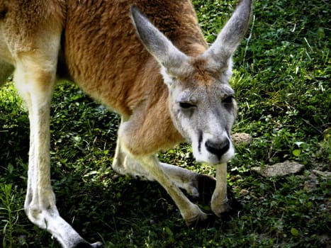 One brown kangaroo (part of kangaroo) with grass in the background.