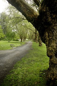 park alley in stanley park vancouver