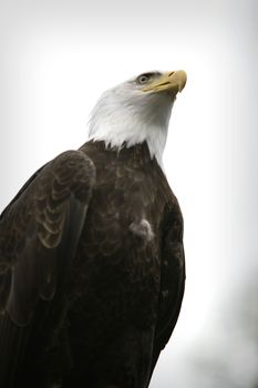 bald eagle sitting