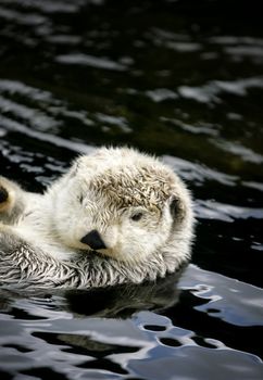 Otter swimming on his back, looking into camera