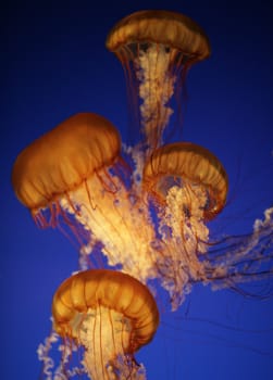 sea nettles in an aquarium