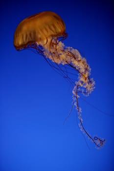sea nettle in an aquarium