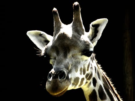 Head of giraffe on the black background.