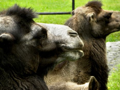 Heads of camels. Photo was taken in the zoological garden.