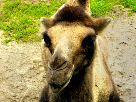 Portrait of camel. Photo was taken in the zoological garden.