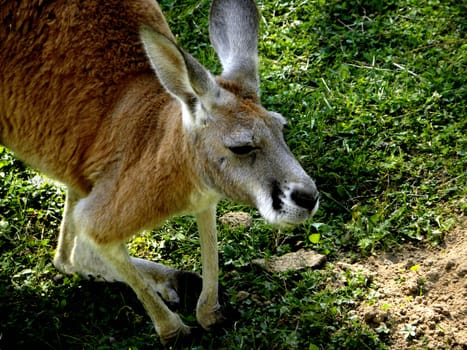 Part of brown kangaroo with grass in the background.