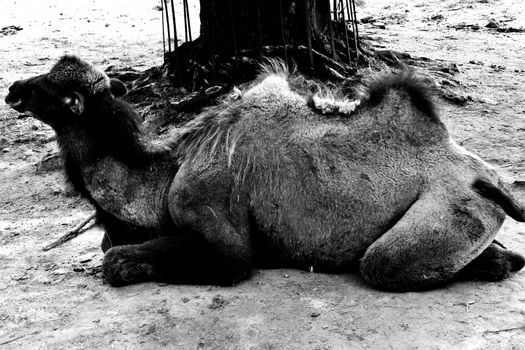 Splendid bactrian camel. Photo was taken in the zoological garden.