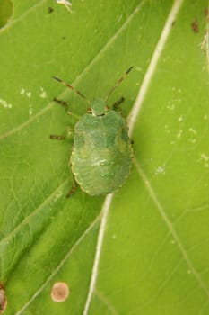 Green shield bug (Palomena prasina) -  larva on a leaf