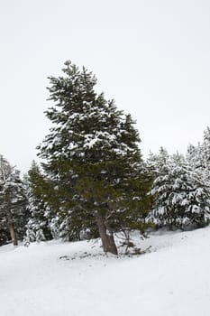 Snowy winter landscape at Lake Tahoe, California