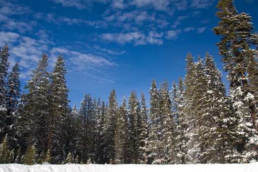 Pine trees in winter landscape at Lake Tahoe, California