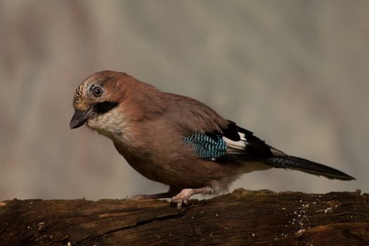 Jay in tree.