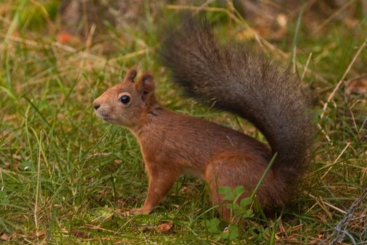 Squirrel on ground.