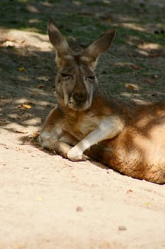 Kangaroo in Polish Zoo in Gdansk City