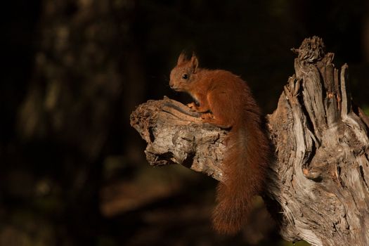 Squirrel in tree..