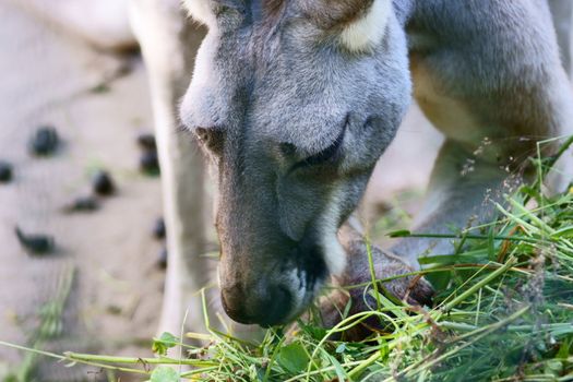 Kangaroo in Polish Zoo in Gdansk City