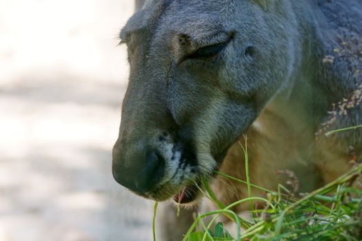 Kangaroo in Polish Zoo in Gdansk City