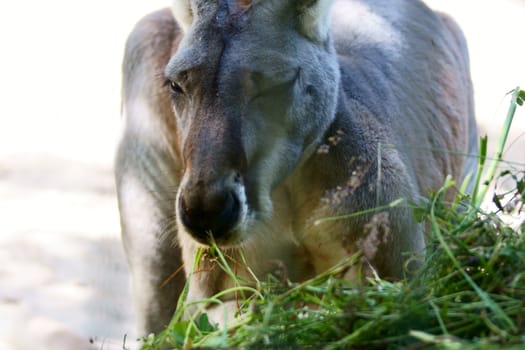 Kangaroo in Polish Zoo in Gdansk City