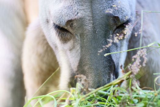 Kangaroo in Polish Zoo in Gdansk City