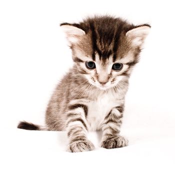 Cute and adorable cat on a white background