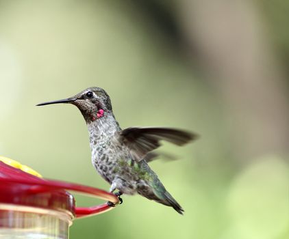 a hummingbird pauses on a backyard feeder
