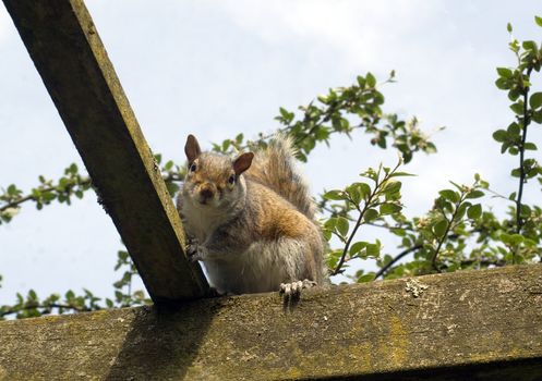 a squirrel in a london english garden