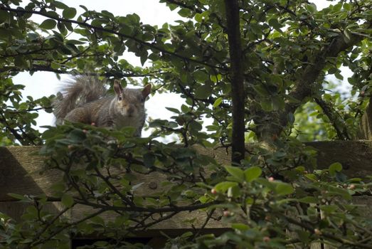 a squirrel in a london english garden