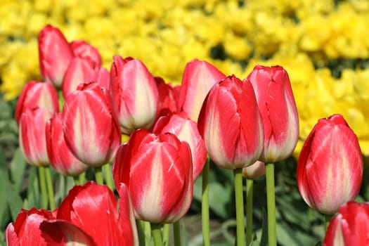 Red tulips