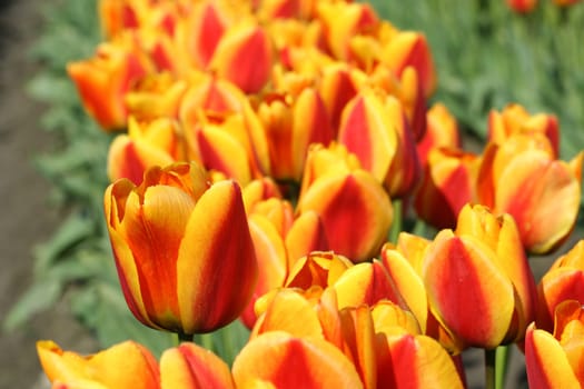 Orange tulip field