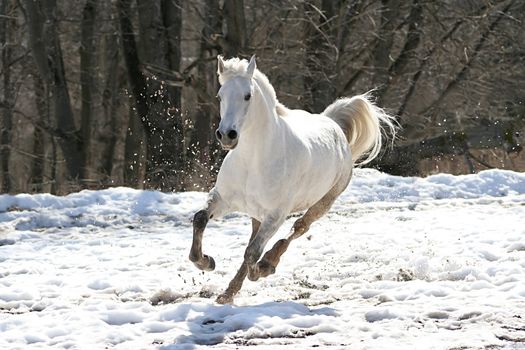Skipping white horse on a background of a wood