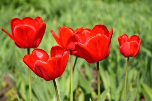 Five grouping red tulips on the sunny field