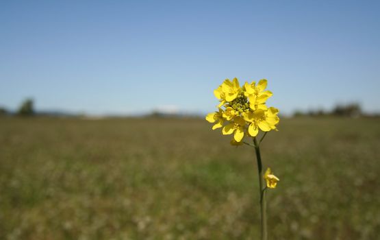 The last flower that grows on the field