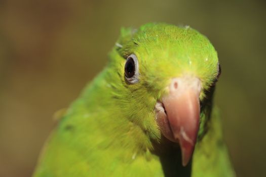 A green parrot close-up with out of focus background.