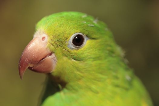 A green parrot close-up, looking left, with out of focus background.