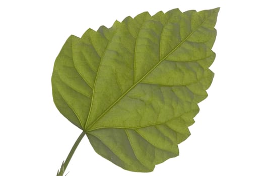Close up of a green sheet on a white background.