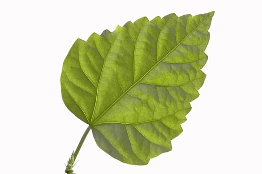 Close up of a green sheet on a white background.