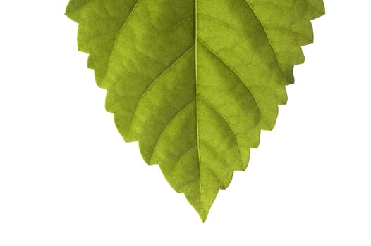 Close up of a green sheet on a white background.