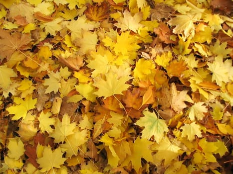 Autumn rug- maple leaves