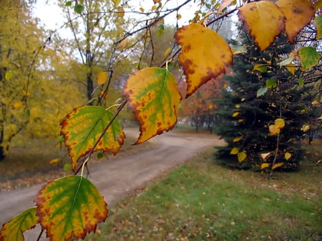 Autumn leafs in park