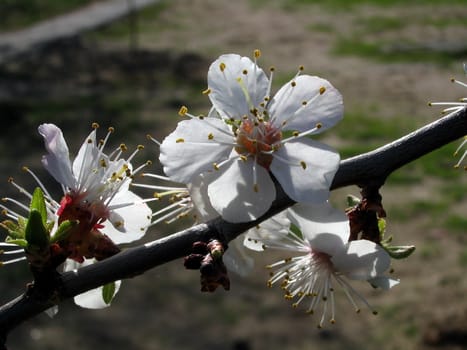 The Flowering branch to aple trees.