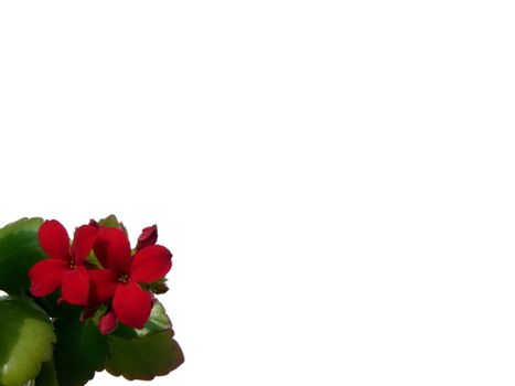 Red kalanchoe on white background