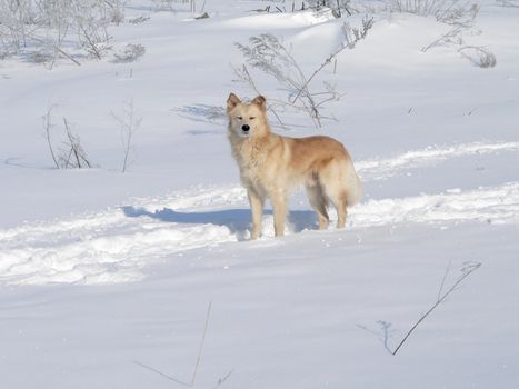 Wild Dog in winter
