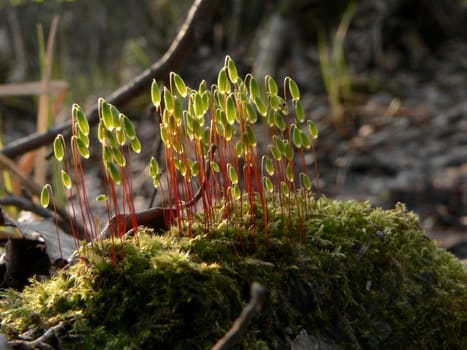 Timber moss, look like droplets