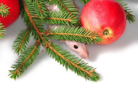 The rat looks from on branches of fur-trees and a red apple