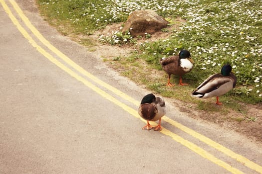 duck standing on no parking lines in the road