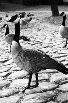 Pack of Canadian geese on a shore near the lake during the day.