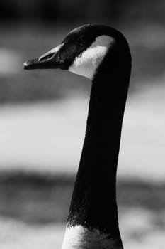 Portrait of a Canadian goose standing on a shore.